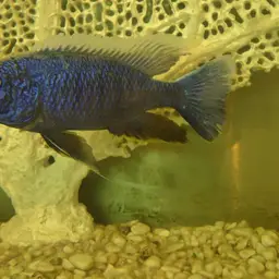 Electric Blue Cichlid, photo 5
