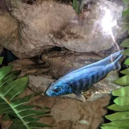 Electric Blue Cichlid, photo 7