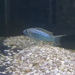 Electric Blue Cichlid, photo 8
