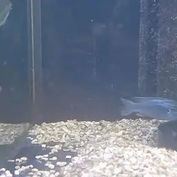 Electric Blue Cichlid, photo 9