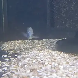 Electric Blue Cichlid, photo 10