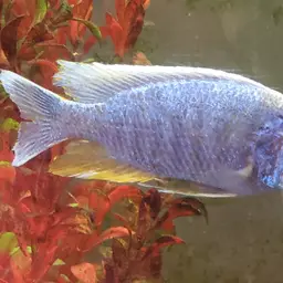 Electric Blue Cichlid, photo 11