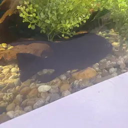 Electric Blue Cichlid, photo 12