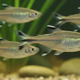 Scissortail Barb