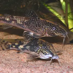 Bearded Cory