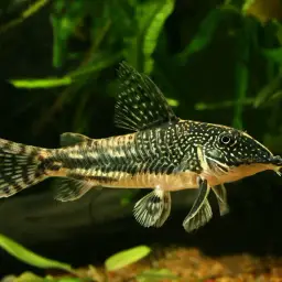 Bearded Cory, photo 2