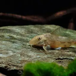 Bearded Cory, photo 3