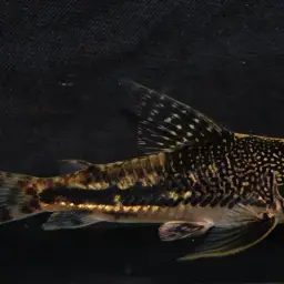 Bearded Cory, photo 4