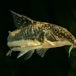 Bearded Cory, photo 5