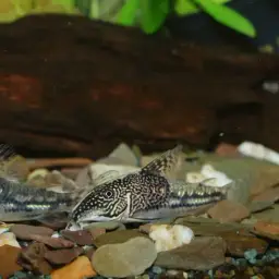 Bearded Cory, photo 6