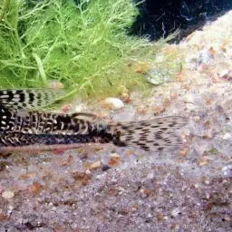 Bearded Cory, photo 7