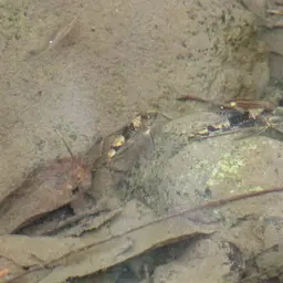 Bearded Cory, photo 8