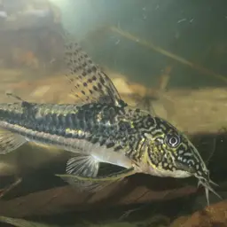 Bearded Cory, photo 9
