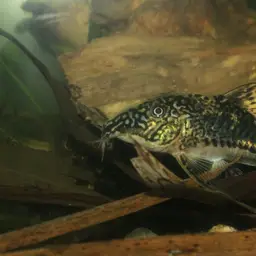 Bearded Cory, photo 10