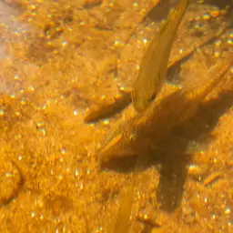 Bearded Cory, photo 11