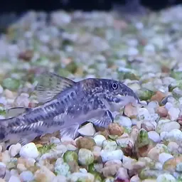 Bearded Cory, photo 12