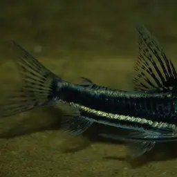 C113 Cory