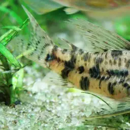 Macropterus Cory, photo 1