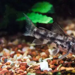 Macropterus Cory, photo 2