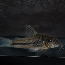 Prionotos Cory, photo 1