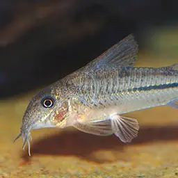 Prionotos Cory, photo 2
