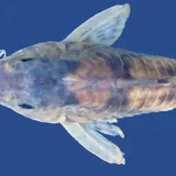 Salmacis Cory, photo 1
