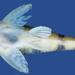 Salmacis Cory, photo 2