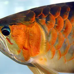 Asian Bonytongue