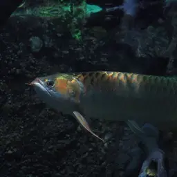 Asian Bonytongue, photo 3
