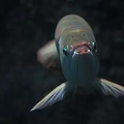 Asian Bonytongue, photo 4