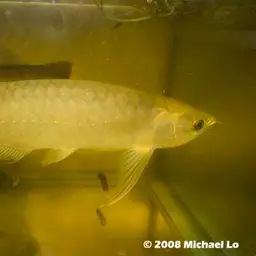 Asian Bonytongue, photo 5