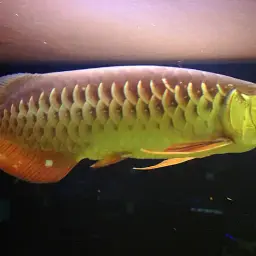 Asian Bonytongue, photo 7
