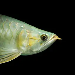 Asian Bonytongue, photo 8