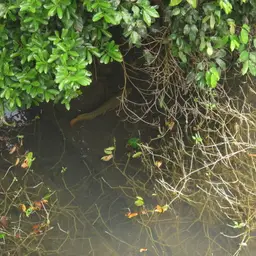Asian Bonytongue, photo 9