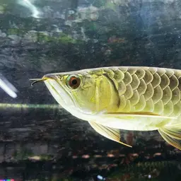Asian Bonytongue, photo 11