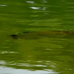 Asian Bonytongue, photo 12