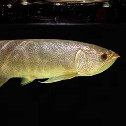 Myanmar Arowana, photo 1