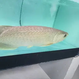 Myanmar Arowana, photo 2