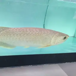 Myanmar Arowana, photo 3