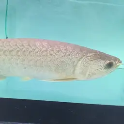 Myanmar Arowana, photo 4
