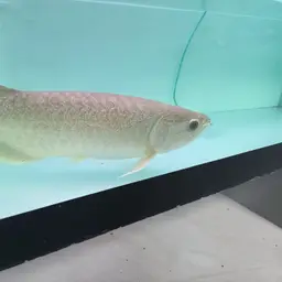 Myanmar Arowana, photo 5