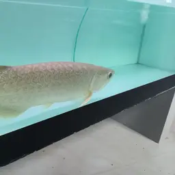 Myanmar Arowana, photo 6