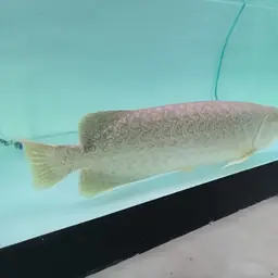 Myanmar Arowana, photo 7