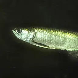 Australian Bonytongue