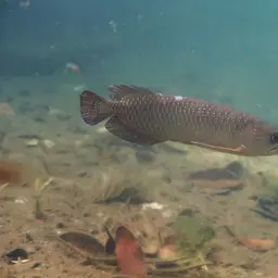 Australian Bonytongue, photo 2