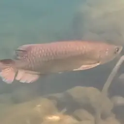 Australian Bonytongue, photo 3