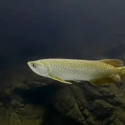 Australian Bonytongue, photo 4