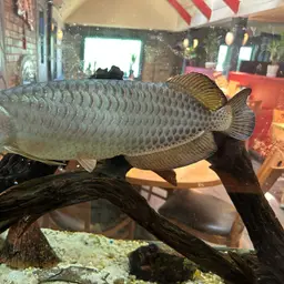 Australian Bonytongue, photo 6