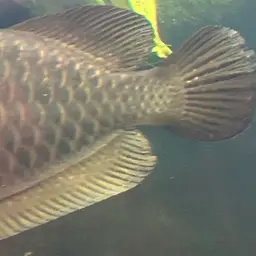 Australian Bonytongue, photo 7