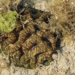 Starry Cup Coral, photo 2